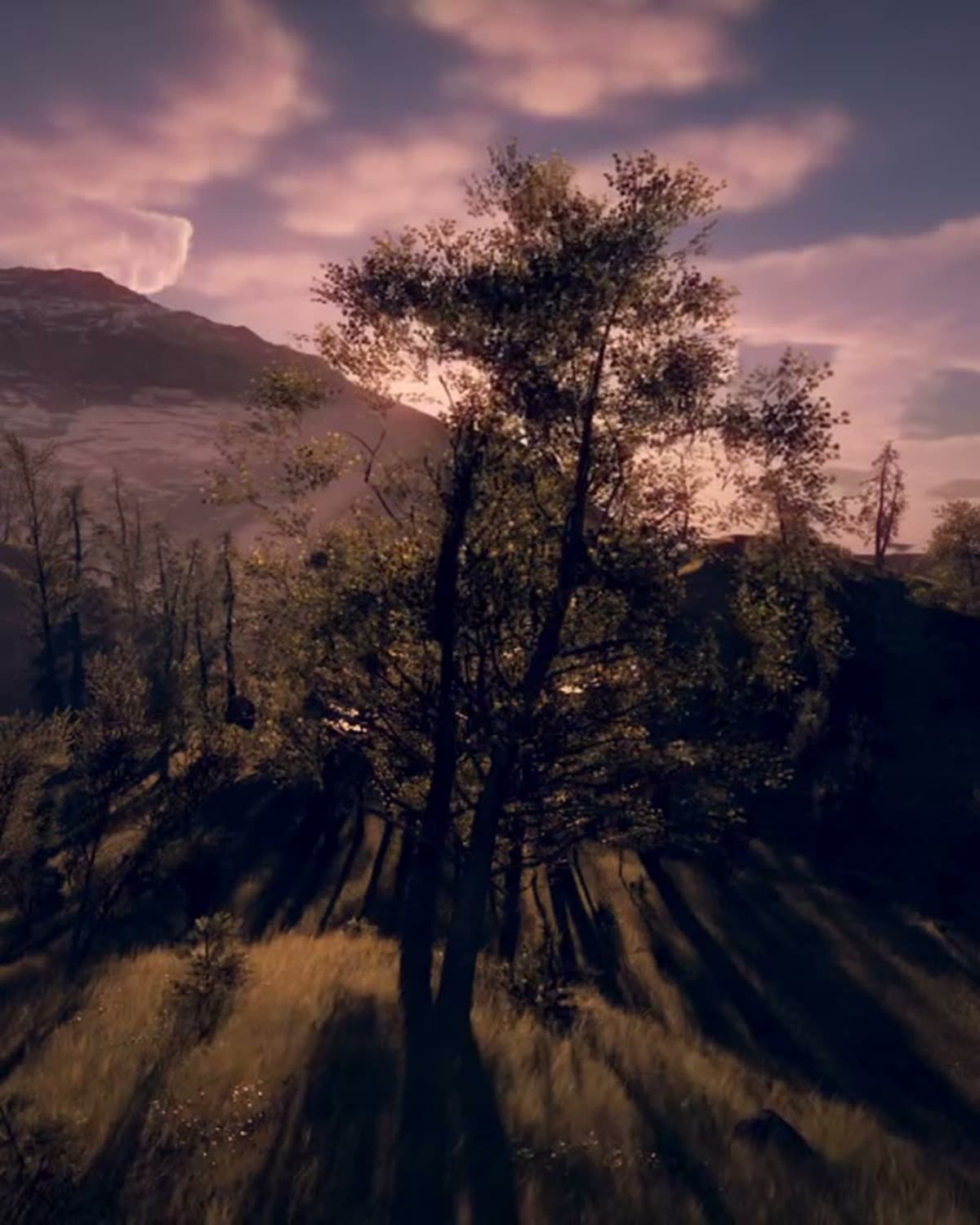 Forest Sierranational Treehero A